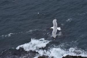 Appartements Grand loft de 60m2 tres lumineux tres belle vue sur mer : photos des chambres