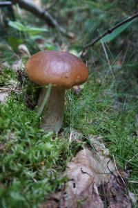 Drewniany domek w Borach Tucholskich Koronka