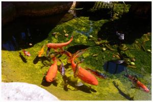 Il Villino Apartments