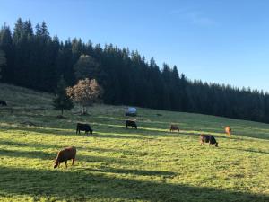 Kvilda Kilián apartmán Javor