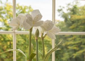 Bankton Rooms & Lodges