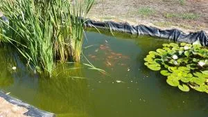 Agriturismo La Barca In Secca - Olmedo