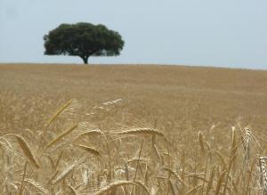 Hospedaria A Italiana