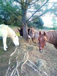 Les anes de petit jean