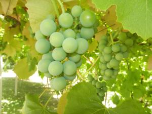 Urlaub für die Seele - Erholung Pur in der Natur - Ferienhaus mit Infrarotkabine & RELAX-Raum