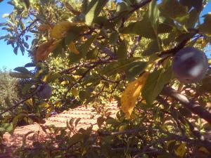 вилна зона Златни пясъци, спирка Ален мак