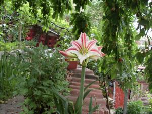 Guest House Rimski Most