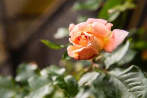 Parkhotel zur Klause