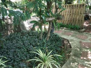 ต้งโฮมหละปูน ณ ตูบแก้ว