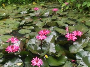 ต้งโฮมหละปูน ณ ตูบคำ