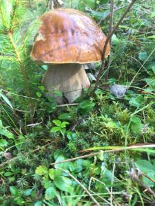 Яблуневий сад