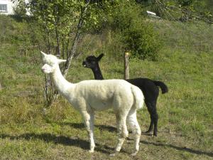 B&B / Chambres d'hotes Taillefer : photos des chambres