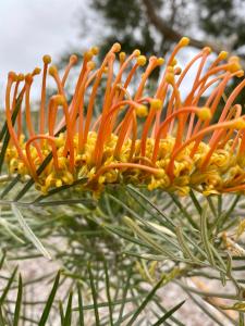 Sunny Side Up B&B Rye