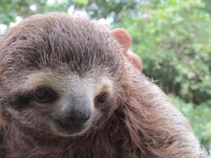 Peace of Paradise Breakfast Included Free Manuel Antonio Park Tour