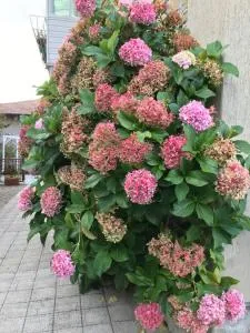 Casa Ortensia - Mogginano