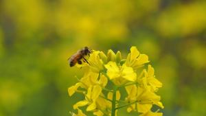 Pension KUROSHIOMARU