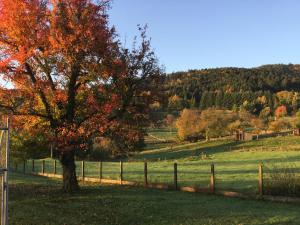 Appartements Gite Leonline sur les hauteurs de Masevaux -au pied des Vosges : photos des chambres