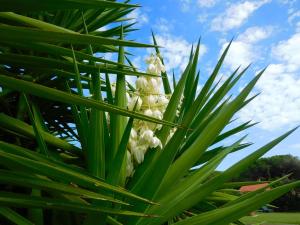 Residence La Pineta img61