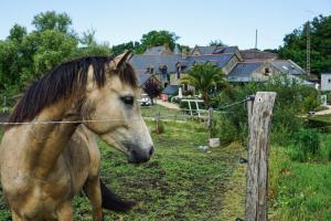 Hotels Manoir Des Douets Fleuris : photos des chambres