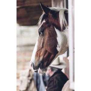 B&B / Chambres d'hotes La Ferme de la Maugerie : photos des chambres