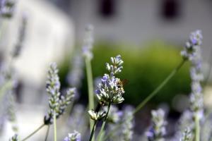 Hotels Hotel Les Grillons : photos des chambres