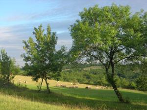 Maisons de vacances Les Hauts d'Albas : photos des chambres