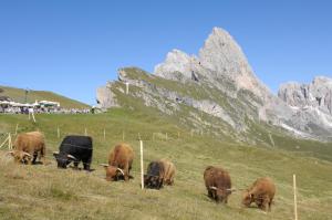 Apartment Puciacia - Bauernhof