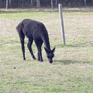 B&B / Chambres d'hotes The Alpaca B&B : photos des chambres