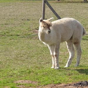 B&B / Chambres d'hotes The Alpaca B&B : photos des chambres