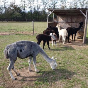 B&B / Chambres d'hotes The Alpaca B&B : photos des chambres