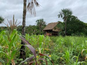 The Republic of corn