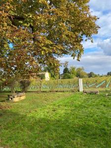 B&B / Chambres d'hotes Le Jardin dans les vignes : photos des chambres