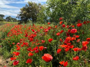 B&B / Chambres d'hotes Mas des Tournevents : photos des chambres