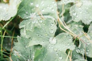 Ferienhaus Alpen Lodge und die Gams