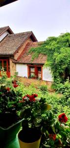 Ilkićev kućerak Apartman