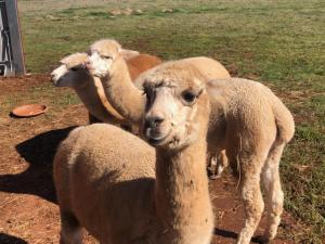 New Horizons Farm Stay