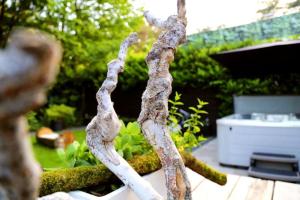 AuxiliumWellness Get Back to Serenity