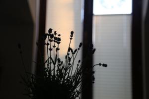 Apartament Zimorodek Krościenko nad Dunajcem