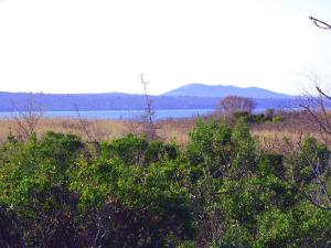 House Pygmy Cormorant