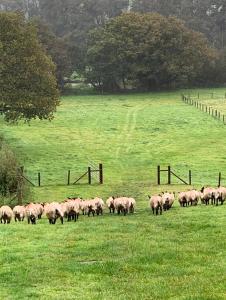 The Reindeer Retreat Buttercup Twin