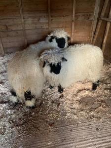 The Reindeer Retreat Buttercup Twin