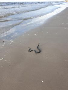 BITTE Three Bedroom Design Cottage