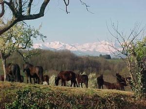 Maisons de vacances Haras Picard Du Sant Le Chalet : Cottage 3 Chambres 