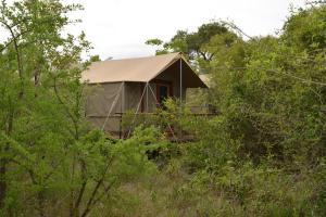 The Wild Olive Tree Camp