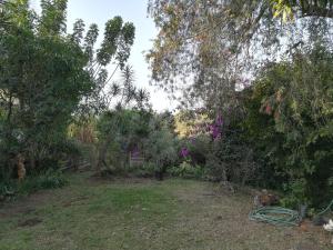 Tucked away in the tree tops