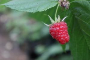 Country Hotel Heydalur