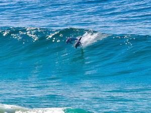 SeaCrest on Blueys Beach