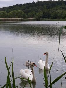 Göcsej Völgye Kemping