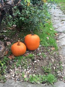 Vadrózsa Vendégház Rácalmás