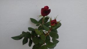 Ferienwohnung Gartenblick